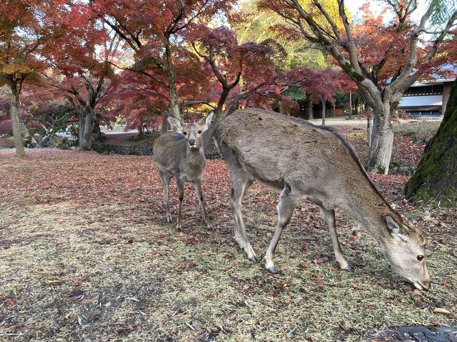 吉野山、奈良公園に一泊ずつして盛りの紅葉を楽しみました