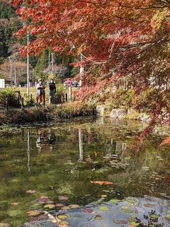 500円ツアー紅葉のモネの池と郡上八幡散策、長良川鉄道、岐阜城