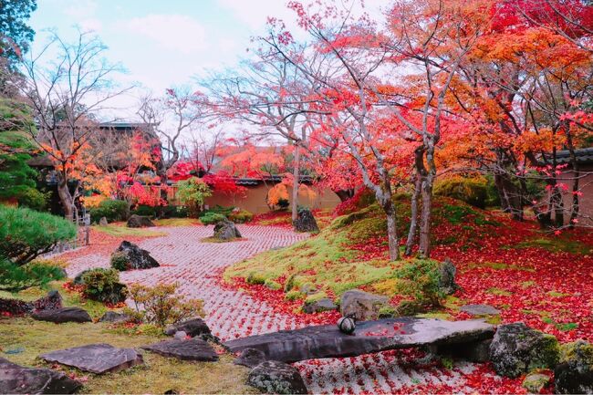 未曾有のパンデミックによる外出制限でずっと行けていなかった旅行・・・。<br />すっかりフォートラとも疎遠になっていましたが、感染者の減少した今、2年ぶりに旅行に行くことができました。<br />行き先は初めての仙台！<br />東北地方はほとんど旅したことがないため感無量でした～<br />生憎の天気でしたがちょうど紅葉シーズンを楽しめて、食べたいものは全部食べられて大満足。<br />本旅行記は2日目の松島観光編です！
