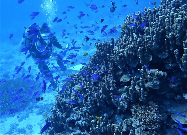 座間味島のアマビーチ近くです。<br />最大水深１１M、平均水深５Mとのんびりダイビングです。<br />サンゴがきれいで魚影も濃く素晴らしいポイントです。<br />https://youtu.be/L8-5JZMG2g8