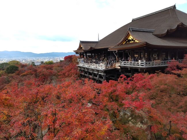 コロナも収まった11月下旬、紅葉真っ盛りの京都に向かいます。<br />1ヶ月前に所用で名古屋へ行った時と比べて、往路の新幹線の混み具合からしても、旅行客は随分増えている感じでした。<br />