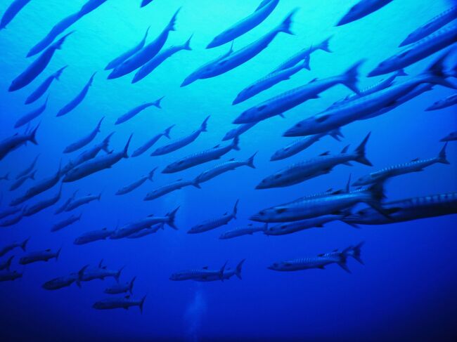 別冊・てみちま（夫）Diving-Log2021☆日本の端っこを潜ってみた③ 最西端・与那国島☆最果てでダイビングパラダイスに出逢ったぁ～