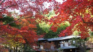 【日光&#10103;】紅葉&#127809;黄葉&#127810;待ちに待った”秋”真っ盛り。日光を染める絶景に感動