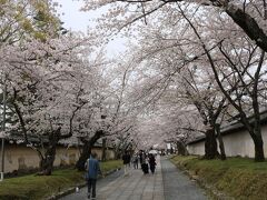 毘沙門堂・醍醐寺の桜