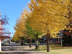 晩秋の福岡中央公園風景