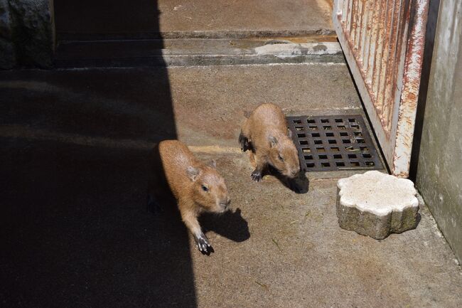 サボテンだけでなく多肉植物・動物とのふれあいも楽しめる伊豆シャボテン動物公園<br />竹林の小径が幻想的な修善寺　<br />富士山がよく見える伊豆の国パノラマパークに行ってきました。<br /><br />小学校2年生、年中、2歳の子連れ旅行です。<br /><br />