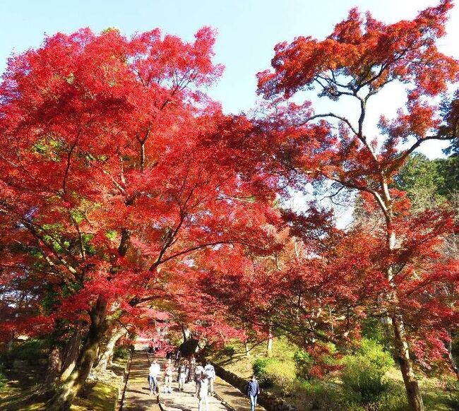 今年の紅葉の旅は宝川温泉で終わりにすると思っていたが、京都からの紅葉だよりを見聞きすると、去年行きそびれた長岡京の光明寺や改装明けの清水寺のライトアップなどを見に行きたくなり、急遽訪れることを決めました。今回は車を使わずに往復バスでの3泊３日（帰路車中泊）の旅行となりました。<br />第六部は、三日目（最終日）の最初に、山科の毘沙門堂を訪れた時の旅行記です。（写真は、勅使門下の紅葉のトンネル）