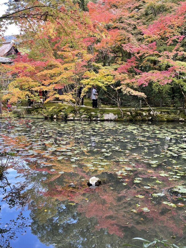 昼食だけ予約して、恒例の秋の京都歩き<br />嵐山に行こうと思いましたが、コロナも落ち着いてきて、天気の良い紅葉時期の日曜日、きっと混むと思って、断念<br />昼食を予約した四条大橋のたもとの京都市営鴨東駐車場に車を置いて、そこから八坂神社に向かいました。