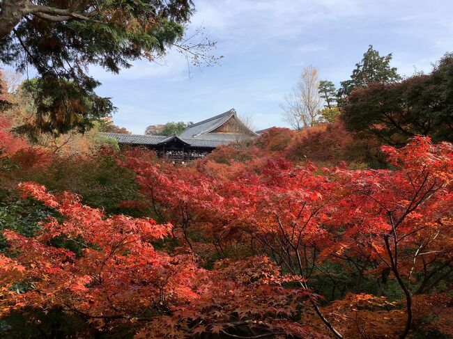 昨年2020年11月28日に訪れた京都は、既に紅葉の盛りを過ぎ、色あせした茶色の葉ばかりで、アレレ？という感じでした。陽の光も少なかった。<br />それでも十分楽しかったけど、真っ盛りの京都の紅葉を一度この目で見てみたい！と、今年は1週間時期を早めた21日から2泊3日の京都旅行を計画しました。<br />社会人1年目の次女を嵯峨野トロッコの写真を見せて誘ったところ、行きたいと。お互い祝日の前日の平日は休暇を取りました。<br /><br />次女とは、2018年9月、昨年11月に続いて3度目の京都。<br />今回の旅の目的は嵐山を訪れることです。<br />高校の修学旅行で訪れた嵯峨野の静けさに感動した思い出と、独身時代に一人で安ホテルに泊まり早朝登った嵐山が懐かしく、30年ぶりに訪れて時の流れを感じたかった。聞くと娘は嵐山に行くのは初めてだそう。<br />そのうち、結婚した長女と同じく一緒に旅行に行けなくなる時期が来る。と思うと行ける時に行きたいという気持ちもありました。<br /><br />偶然、ひと月前の嵯峨野トロッコの発売日に京都行きを思い立ったこともあり、亀山までの往復トロッコのネット予約もできました。この時期人気のようで数日後に時間を変更しようとサイトを見たところ完売していました。<br />2泊3日にした理由は、3日あれば1日位はお天気にも恵まれないかな～という期待を込めてでした。<br /><br />1日目は、曇り時々晴れで、東福寺、改修が終了した清水寺。<br />2日目は全国的な雨予報がばっちりあたったため、しっとりした天龍寺、竹林を観光しただけで、ひたすらのんびり過ごしました。<br />3日目は雨上がりの凛とした空気と光の中、常寂光寺、嵯峨野トロッコなど、嵐山、嵯峨野の紅葉を大満喫できました。<br /><br />1日目<br />羽田空港から伊丹空港　リムジンバスで京都駅<br />東福寺、清水寺<br />ホテルモントレ京都宿泊　スパ利用<br /><br />2日目<br />嵐山へ移動<br />天龍寺　竹林<br />花伝抄　宿泊　温泉三昧<br /><br />3日目<br />常寂光寺　<br />嵯峨野トロッコ往復利用<br /><br />新幹線で帰京