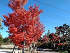 イイナパーク川口･金剛寺★安行の紅葉2021【2日目】