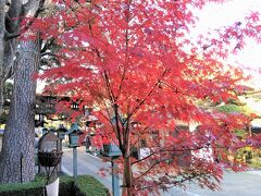 峯ヶ岡八幡神社･密蔵院★安行の紅葉2021【3日目】