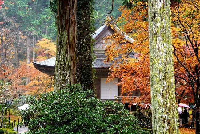 紅葉シーズンの京都旅行。雨の日の大原三千院、寂光院。