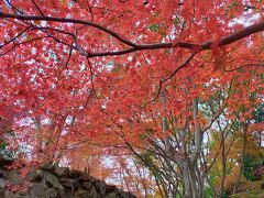 大阪の奥の方にあるお庭　府民の森室池園地で紅葉狩り