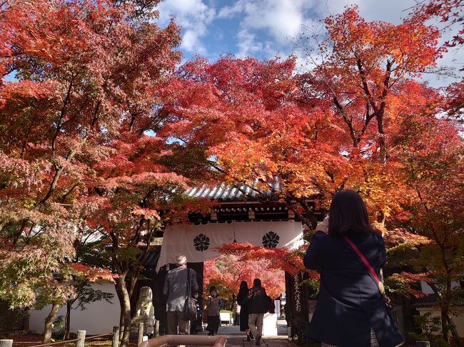 2021年11月25日に哲学の道から永観堂に紅葉を見に行ってきました。永観堂の紅葉はやっぱり凄かった!