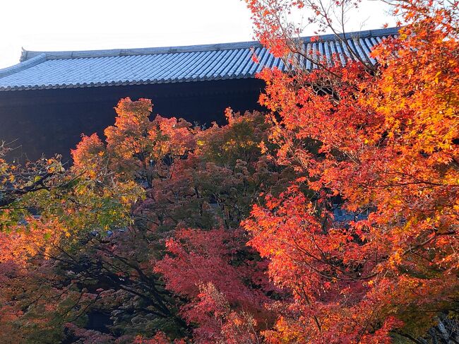 今回の京都旅行は連休を利用しての4泊5日。今年は紅葉が通年より遅め、という事なので不安な紅葉状況。JetStarで関空から京都へ行き、京都はリブマックスの脅威の4泊で一万円プランを利用し、節約したお金は全て食事に使った京都旅行。<br />おかげさまで体重が増えて帰ってきました。いやぁ、美味しかった京都!<br />今回はあまりガツガツせずにランチを中心に予約して、午前に1寺、午後に1寺、その後体力あればライトアップ、というプラン。コロナでライトアップをしているところは限られていましたが、まぁそれなりに楽しめました。