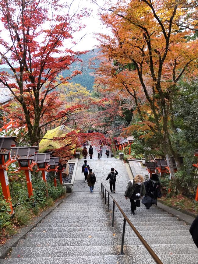11月下旬の京都。今年は紅葉が早いのでしょうか?<br />紅葉が終わらないうちに、先に北の方から攻めて行きましょう。<br />先ずは鞍馬寺を目指します。