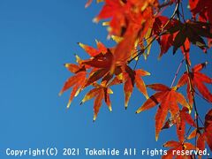 2021年 舞岡公園の紅葉