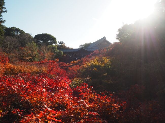 京都4日目は東福寺　そして最高の西京焼きでランチ