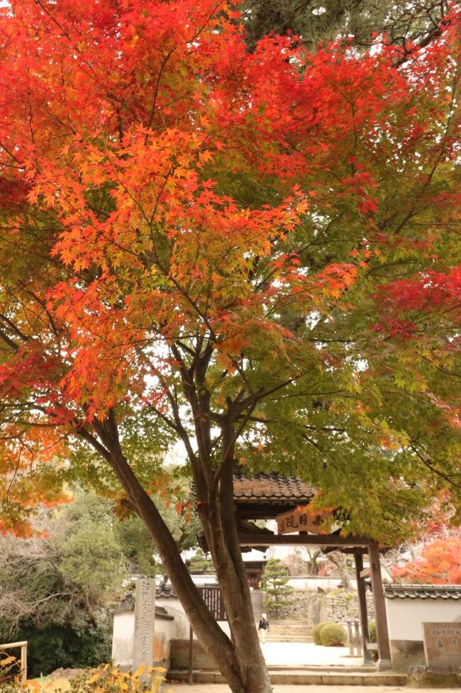 良いお天気に暖かい日が続いて、どこか紅葉を見に行きたい気持ちを抑えることができません。<br /><br />紅葉シリーズで、今回はたまに行く松平郷に行ってみました。<br /><br />この日は１２度で、今季一番の寒さ。<br />寒さに弱い私は、いつもより厚着して行ってみることにしました。<br /><br />その前に、２１日、日曜日に名古屋であるイベントがあったのですが、季節感はないので、１２月にアップすることで、紅葉シリーズを優先することにしました。<br />