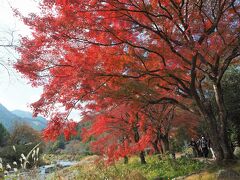 お手軽紅葉ハイキング　軍畑駅から歩く御岳渓谷