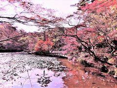 ２０２１年１１月、結婚記念日をはさんで・・ソプラニスタリサイタル～北野ガーデン～神戸市立森林植物園の紅葉！