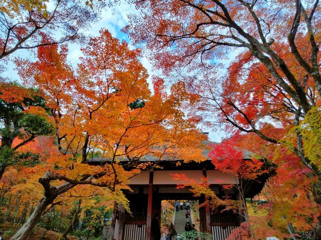はじめはUSJ だけを考えて、ハロウィンが終わってクリスマスが始まる前の期間ということで関西行きを決めたのです。<br />そうだ紅葉のシーズンじゃんと急遽オリエンタルホテルを一泊にして京都に2泊することにしました。<br />京都の紅葉は、今年はもう散り紅葉になっていましたが、常寂光寺はちょうど最盛期と書いてありとても綺麗でした。<br />USJ でも感じたのですが体力不足を感じました。<br />ライトアップしている寺社を調べていくつかピックアップしていたのですが、どこも見ることができませんでした。<br />東寺に5時に行ったら結構並んでいて、6時からということで、素敵なケーキ屋さんでケーキを食べて6時に行ったらすごい人なので、諦め早くホテルに帰りました。<br />朝早めに観光して夜は早々にホテルに帰るということが定着しそうです。<br />年を感じますね～。<br />写真は常寂光寺です。