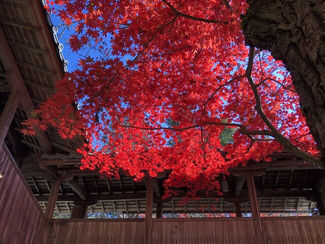 2021年11月24日 晴天<br />北摂の紅葉穴場、神峯山寺へ<br /><br />緑、オレンジ、燃えるような赤と様々な紅葉を見る事が出来ました。