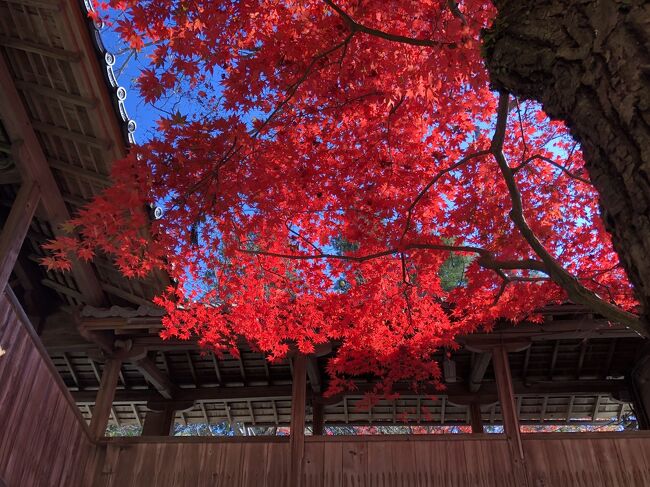 2021年11月24日　晴天<br />北摂の紅葉穴場、神峯山寺へ<br /><br />緑、オレンジ、燃えるような赤と様々な紅葉を見る事が出来ました。