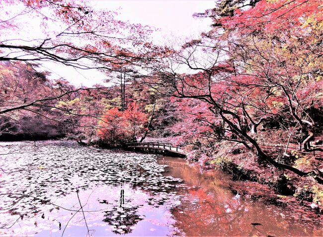 ２０２１年１１月の結婚記念日をはさんで、１５日（月）にソプラニスタ・岡本知高リサイタル、１６日（火）北野ガーデンレストランでランチ、２０日（土）には神戸市立森林植物園の紅葉を鑑賞します。この週の１９日（金）は部分月食です。<br />　表紙は、神戸市立森林植物園　長谷池の紅葉