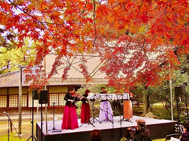 紅葉の見ごろを迎えた名古屋城で、紅葉に包まれてバイオリンの楽曲が聴けるチケットが当たりましたので、行ってきました。<br />名古屋城とその近隣の紅葉のスポットを巡りました。<br />さらっと見ていただければ幸いです。