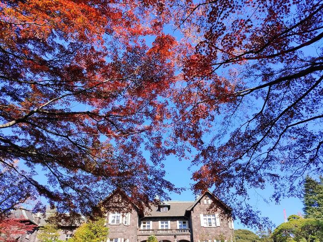 今日は天気は良いが少し風があり。紅葉も飛ばされてしまうかな？という感じだったので散歩がてらに飛鳥山と旧古河庭園まで紅葉を見に行ってきました。