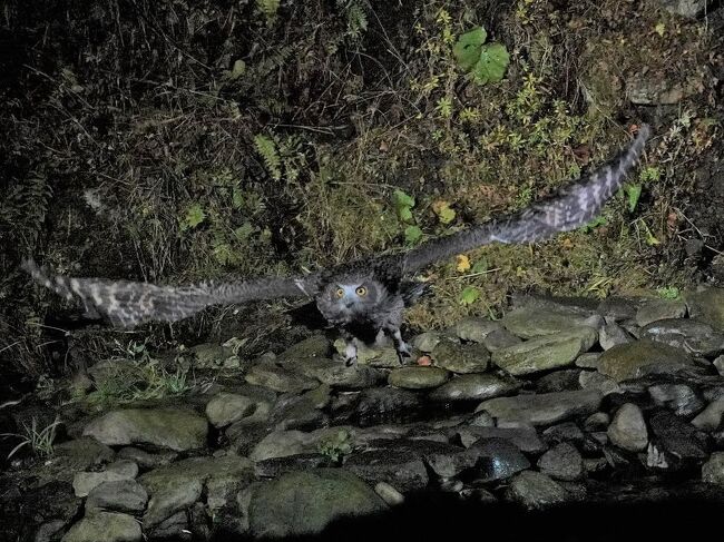 11月17日から8泊9日で北海道へ。主たる目的は野鳥の撮影。羽田と北海道間の空路はANA。宿は養老牛温泉、羅臼、札幌、白老の4ヵ所で、いずれも2泊ずつです。