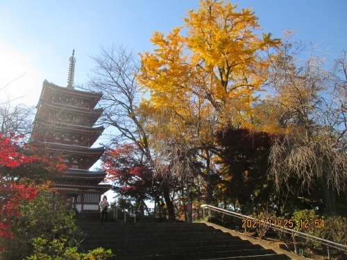 北小金駅から徒歩10分。あじさい寺としても有名な「本土寺」は秋になると「山もみじ｣「大盃｣、「秋山紅｣の3種類の紅葉約1,500本が境内を赤く彩ります。例年、11月下旬は境内にある約1500本ものモミジの紅葉が美しい時季。本数はもちろん、ヤマモミジ、オオサカズキ・秋山紅など、さまざまな品種が揃うのも魅力です。仁王門や五重塔が紅葉で彩られるその景観は、訪れる人の心を楽しませてくれます。本土寺　松戸市平賀６３　047-346-2121　8:00～16:30（閉門17:00）　無休　参拝料：500円　日蓮宗。<br />