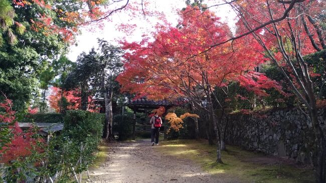 何年振りかの旅行記です。<br />武漢コロナから続く『自粛』も劇的な展開でほぼ二桁前半と続いていますが<br />つい最近に変異種が出て来て再度緊張ですね。<br /><br />いつも『臺灣オフ会』でお世話になっている『やるやん』さんからメールが<br />紅葉に京都へと。大歓迎と返す。日程その他は任す事にして27日に決定。<br />人数も『タビガラス』さんも参加で楽しくなりそうな予感。<br />行き先も一休寺と鹿と戯れると言う事ですんなりと決まりました。<br /><br />京都はこの時期は年に二回の超賑わう時期です。<br />市内の紅葉で有名な所は超が付く人出です。<br />そんなんで『一休寺』もと思って覚悟を。<br />予想に反して落ち着いて紅葉狩りが出来ました。<br />京都に住んでいて恥ずかしながら初めての訪問。<br />やるやんさんの案内におんぶにだっこの一日です。<br />映像では見ていた一休寺ですが素晴らしいの一言です。<br /><br />京都市内から少し離れていますが落ち着いての紅葉狩り推薦します。<br /><br />話の中で『TAK』さんが長期出張で大阪滞在とか。<br />来春に大阪で近隣在住の皆さんと大阪で『TAK』さん企画の<br />食事会の話も。楽しくなる予感ですが武漢コロナの異変種が<br />気になります。