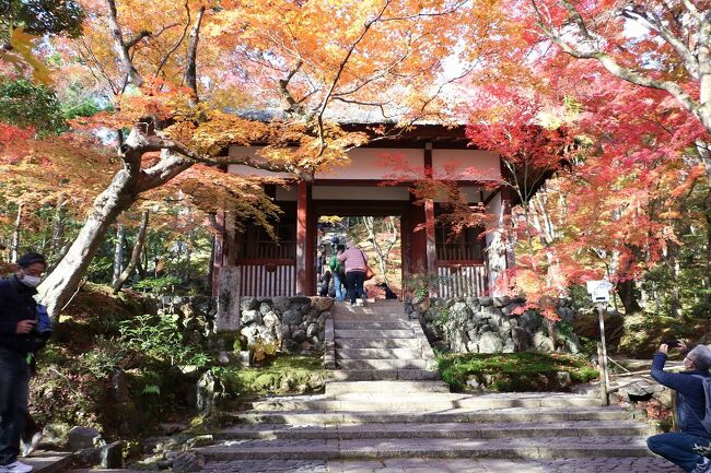 京都には久しく行っていなかったので、紅葉シーズンに合わせて電車で出かけて来ました。<br />いつもは日帰りなのですが、今回は清水寺のライトアップされた夜景が見たかったので京都で１泊することにしました。<br />旅のスケジュールは、<br />１１月２６日（金）午前中に嵐山の天龍寺、常寂光寺、二尊院、清涼寺、大覚寺の紅葉を楽しみ、午後からは二条城を観光しホテルに一旦チェックインして、夜になって清水寺に出かけました。<br />１１月２７日（土）この日は南禅寺、永観堂、聖蓮院門跡、円山公園、高台寺の紅葉を楽しみ、錦市場に立ち寄って帰宅しました。<br />今回は何れの日も天気に恵まれ、しかも紅葉の最盛期だったためきれいな紅葉をタップリ楽しむことができました。<br />この１回目は、26日午前中に散策した嵐山の紅葉を紹介します。<br />表紙の写真はとてもきれいだった常寂光寺の紅葉です。