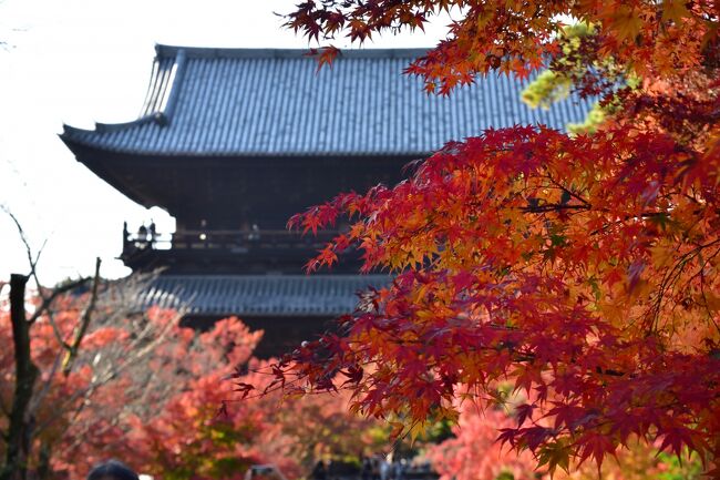 紅葉巡り第二弾です。<br />贅沢な悩みですが、京都のすぐ近くに長年住んでいると桜や紅葉の季節の有名所はほぼ訪れています。京都市内は、「どこも人が多いしなー」と毎年どこに行こうかと悩みます。今日は数年前に訪れて大変紅葉が鮮やかだった、南禅寺の天授庵に伺うことにしました。「そうだ 京都。行こう」のキャンペーンなどで大変メジャーな所です。人ごみを覚悟しましたが、平日なのか案外すんなりと入ることができました。