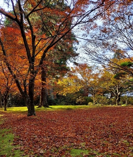 最終日、大原か貴船に行きたかった。どっちにする?もう足腰ガタガタやから、できるだけ歩きたくない…それは無理やから、せめて階段&坂道は勘弁してほしい(;_:)ということで大原に決定!<br />大原と言えば三千院と常寂光寺やけど、両方は無理!どっちか一方となると、やっぱりベタな三千院かな。<br />今日から清水寺のライトアップが始まるけど、人込みは想像できるからこれはやめとこ(^^;)<br />京都に2泊もするの初めてやけど、なかなか良かったワ~(^-^)やっぱり京都大好き(#^^#)<br /><br />『三千院』<br />https://happysenior.asia/2021/11/28/sanzenin/<br /><br />『京美茶屋』<br />https://happysenior.asia/2021/11/27/kyouijyaya/<br />