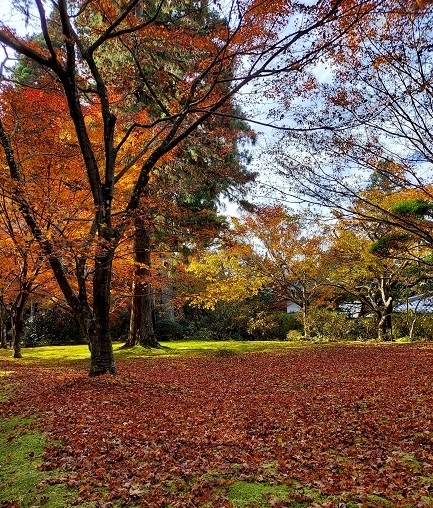 最終日、大原か貴船に行きたかった。どっちにする？もう足腰ガタガタやから、できるだけ歩きたくない…それは無理やから、せめて階段＆坂道は勘弁してほしい(;_:)ということで大原に決定！<br />大原と言えば三千院と常寂光寺やけど、両方は無理！どっちか一方となると、やっぱりベタな三千院かな。<br />今日から清水寺のライトアップが始まるけど、人込みは想像できるからこれはやめとこ(^^;)<br />京都に２泊もするの初めてやけど、なかなか良かったワ～(^-^)やっぱり京都大好き(#^^#)<br /><br />『三千院』<br />https://happysenior.asia/2021/11/28/sanzenin/<br /><br />『京美茶屋』<br />https://happysenior.asia/2021/11/27/kyouijyaya/<br />