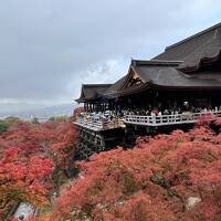 紅葉を巡るぶらぶら京都旅
