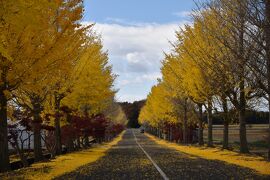 シニアの2021年、紅葉の季節ですねっ［４］　教林坊、長浜農業高校、多賀大社、故宮神社