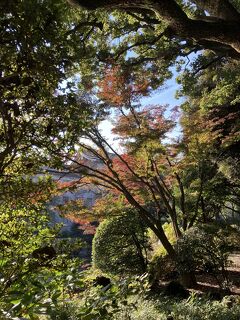 東京に紅葉を見に行く、上野の国立博物館と上野公園。
