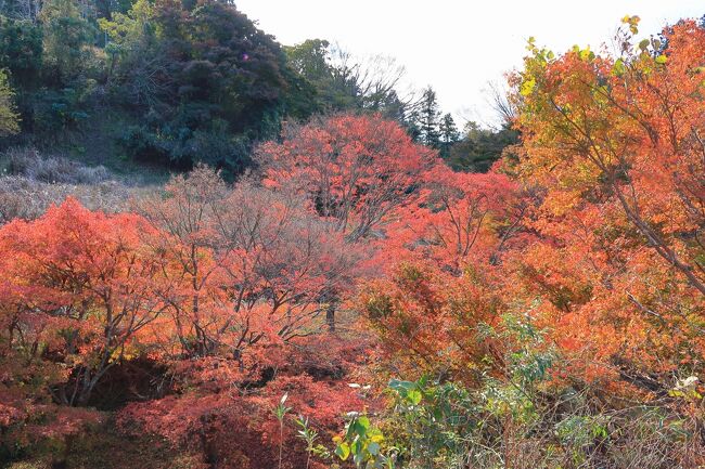 もみじの紅葉を見に富津市のもみじロード(県道182号)へ。<br />初めて行きましたが、私が想像してたもみじロードとは<br />違いがっかりしました。<br />道端にもみじが多く植えられていて、もみじロードと名前が付けられる<br />のにふさわしい特別な道の景観になってると思っていましたが、道路ぎわ<br />にあるもみじの木はまばらで1カ所だけもみじが群生してるところがある<br />だけでした。また行きたくなる気にはならなかったです。