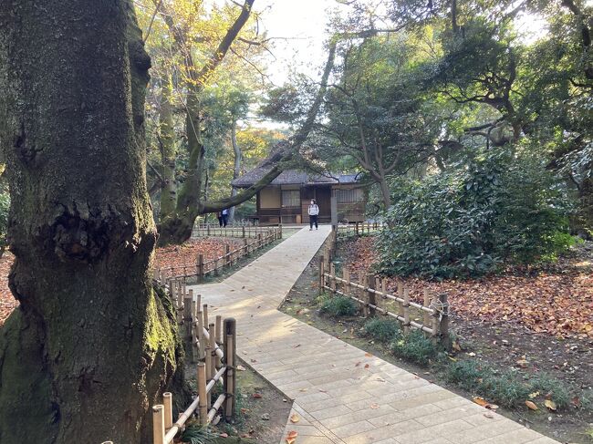 2021年11月19日に少し早いかと思いつつも紅葉を見に行った。<br /><br />天気予想と気温予想を見て18日に急遽決めた。<br />久しぶりに上野恩賜公園に来た。<br />数年前にも主人と来たことがあるが記憶は薄れています。<br />取り敢えず公園が目的ではなく、通り抜けた所にある東京国立博物館中庭が目標です。<br /><br />紅葉は少し早い過ぎました。