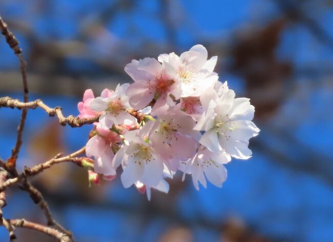 11月28日、午後2時半頃にふじみ野市亀久保西公園に行き冬桜を観察しました。　相変わらず青空の元に美しく咲いていました。<br /><br /><br /><br /><br />*写真は美しかった冬桜