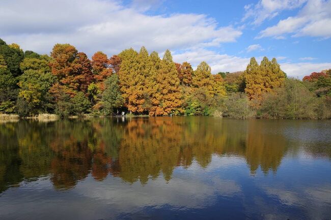 練馬の石神井公園に紅葉を見に行ってきました。<br /><br />11月末から12月初旬に見頃を迎えるようで、自分が訪れた時は少し時期が早めでしたが、それでも園内はいい感じで色づいていました。<br /><br />特に三宝寺池からの紅葉風景が鏡のようで見事でした。<br /><br />駅からも近く、秋の散歩におすすめです。<br /><br />▼ブログ<br />https://bluesky.rash.jp/blog/walking/syakujiikouen2.html