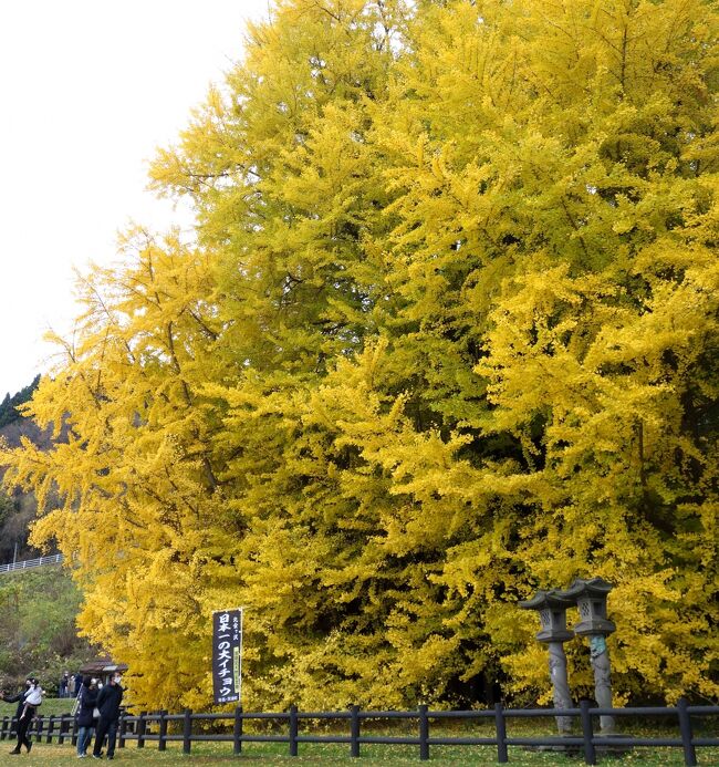 これまでのあらすじ<br /><br />11月の飛び連休を青森で過ごそうと<br />長野から自走ワンマン、下道で福島までやってきた<br /><br />まずはいわき市の塩屋埼灯台に登り<br />肉たっぷりのソーキそばを食べ<br />150円の熱っつい温泉に入り<br />3日間 高速乗り放題のフリーパスで八戸へ向かった<br /><br />長野から838km、約18時間<br />大好きな青森へ到着<br />へろへろで布団を敷いて岸壁で車中泊<br /><br />夜が明けたらそこには<br />夢と買物の王国「館鼻岸壁朝市」が完成しているはずだ<br /><br /><br />第1話<br />塩屋埼灯台・いわき湯本温泉 ~朝出発して夕方ギリギリ灯台へ着く の巻~<br />https://4travel.jp/travelogue/11724446<br /><br />