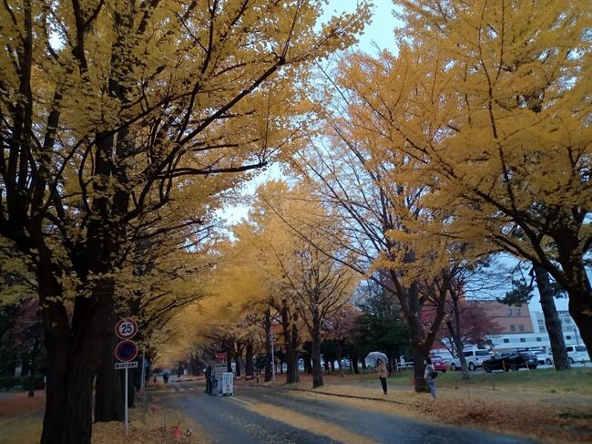 毎年、訪れている北大の銀杏並木。今年はなかなかいけませんでした。やっと休みの行くことができまいたが、あいにくの雨。しかし、雨の日にしか見られない景色が楽しめました。人通りも少なくゆったりと散策しました。