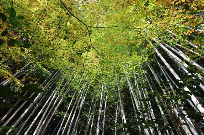 (写真は祇王寺の竹紅葉）<br /><br />京都は東北大震災以来、ほぼ毎年春と秋に訪ねていますが、特に紅葉は毎回期待に応えてくれています。とりあえず10年通えれば本モノでしょう。<br /><br />　●腰痛がなによと紅葉咲いてをり<br /><br />　●髭面よなぜにあなたは京都へ行くの<br /><br />　●烏丸を四条の木枯らし吹き抜ける<br /><br />＜京都・奈良＞　　https://4travel.jp/travelogue_group/6326