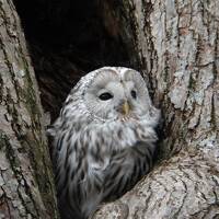 北海道野鳥撮影の旅[2021年11月]道央編