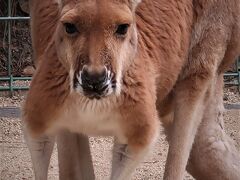 福岡13　海の中道海浜公園-2　動物の森　カンガルー/インコ　☆ラマ/フラミンゴ/クジャクも